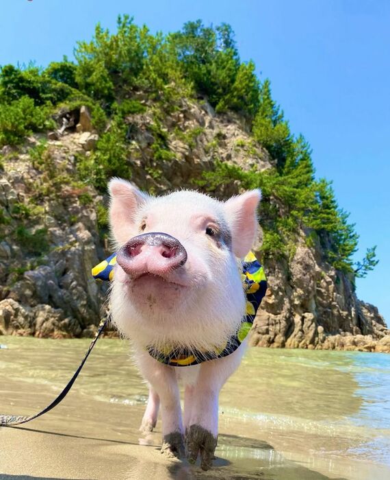 海のおもちくん