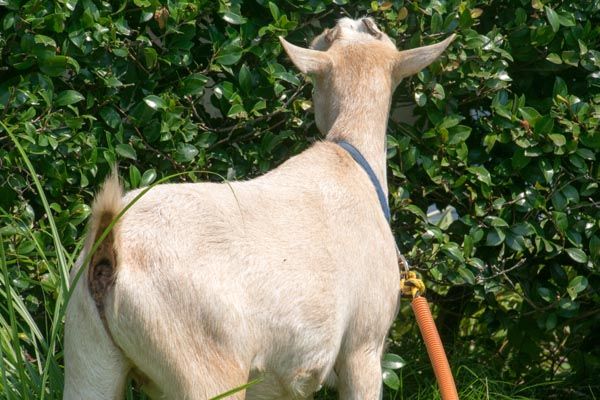 黙々と植え込みを食べ続ける