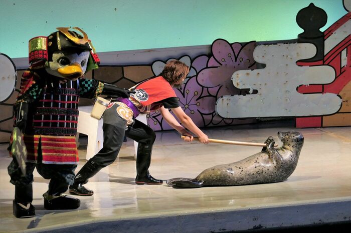 いるか・あしかパフォーマンス