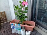 500ml・550ml・600mlのペットボトルがちゃんと入るかの検証も行った（著者撮影）