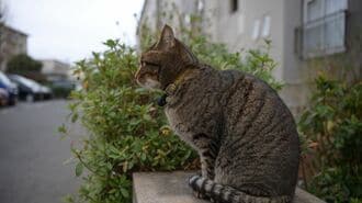 猫　偉人