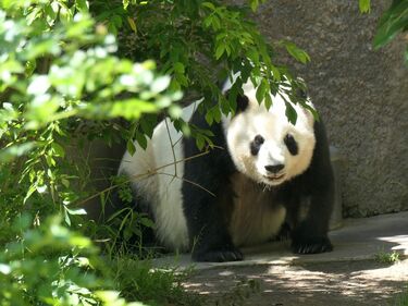 成都便再開でパンダ中国行きに現実味も残る課題 ｢高齢のタンタン｣中国 