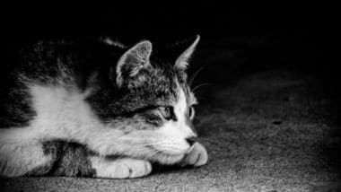 Who’s Gonna Clean Your Cat’s Litter Box? Now, a Litter Box Does It by Itself 