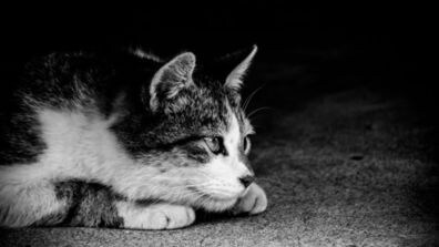 Who’s Gonna Clean Your Cat’s Litter Box? Now, a Litter Box Does It by Itself 