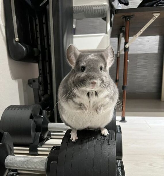 チンチラ
