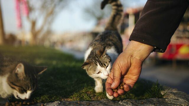 感染者の自殺率が上昇「猫の寄生虫」の怖い生態 リーダーシップ・教養