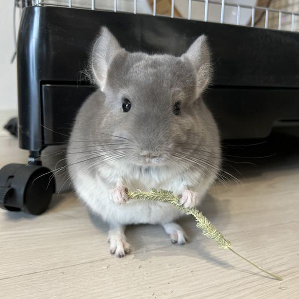 花粉症の人はチンチラの主食であるチモシー（牧草）に反応する可能性があるため要注意（写真：一真さん提供）