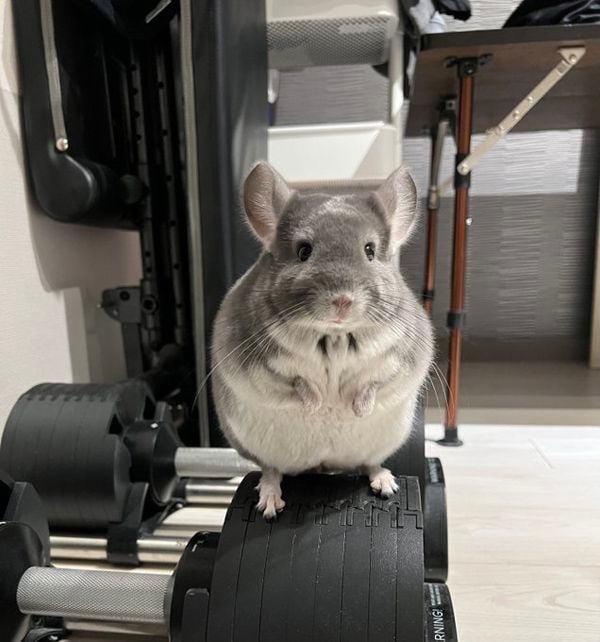 一真さんのダンベルに乗るペペくん（写真：一真さん提供）