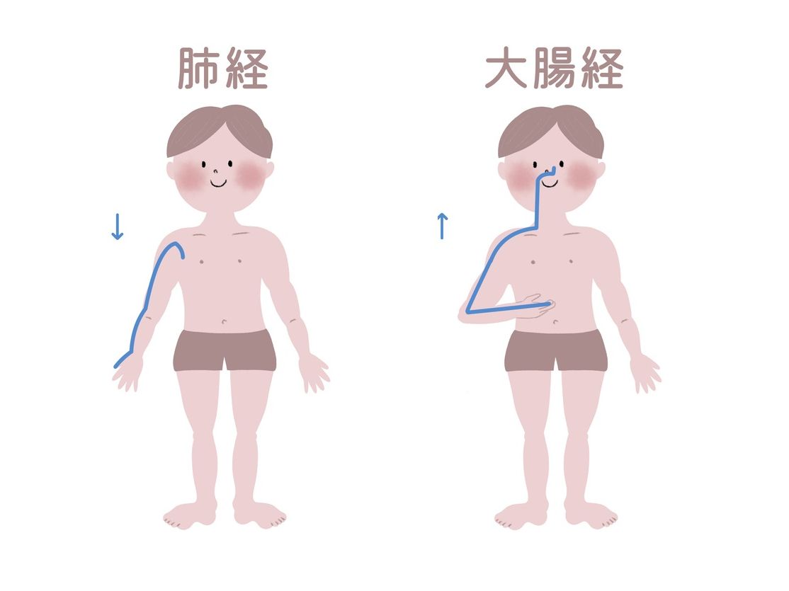 肺と大腸の経絡（イラスト：sungoby／PIXTA）