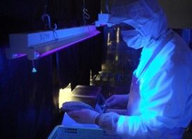 紫外線でアニサキスを見つけている（写真：浪平さん提供）