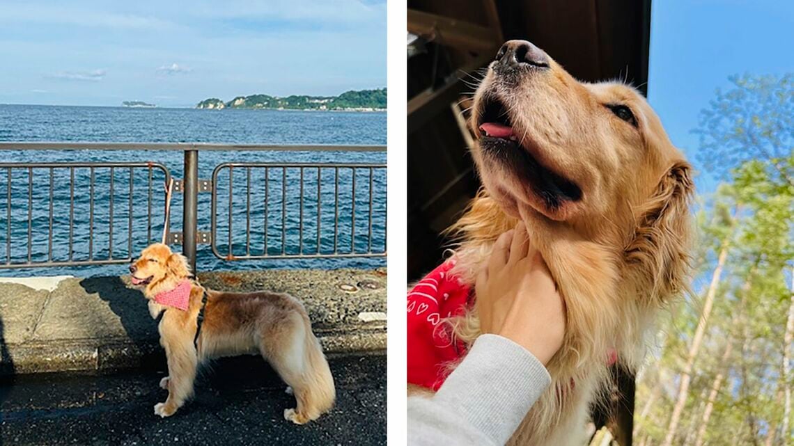 折原さんの愛犬