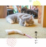 （出所：『そんなに怒らニャくてもいいんだよ ネコと学ぶ心が軽くなる方法』より）