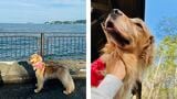折原さんの愛犬
