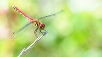 ｢激減した赤トンボ｣が見事復活した地域の秘密 自然の恵みを疎かにしないところからの実践