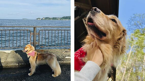 折原さんの愛犬