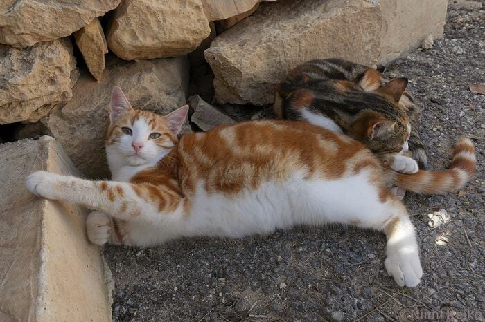 安心できるので、いつもくっついて昼寝する姉妹