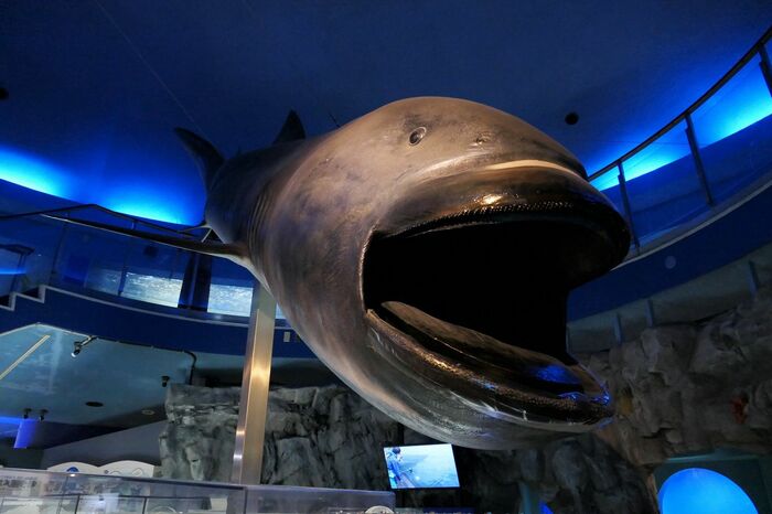 魚の国「メガマウスシャーク」