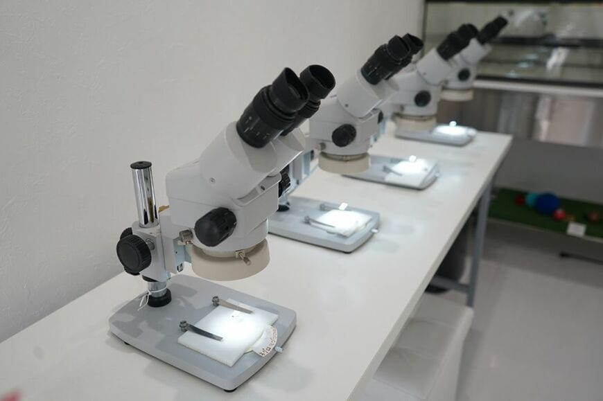 顕微鏡で糞虫を観察できる（写真：著者撮影）