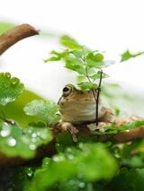 カエルは身近な生き物だが、意外と飼育方法は知られていない（写真提供：ぴよさん）