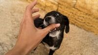 ｢子犬のかみつき｣に悩む人が知るべき6の方法 飼い主のエゴを押し付けずに｢欲求｣を解消する