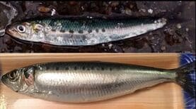 そりゃマイワシも獲れなくなるわけだ…魚が消えても｢海水温のせい｣｢外国のせい｣と根こそぎ獲りつくす日本漁業の"自滅"