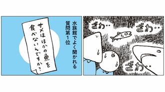 ｢サメ｣が水槽内でほかの魚を襲わないのはなぜ？