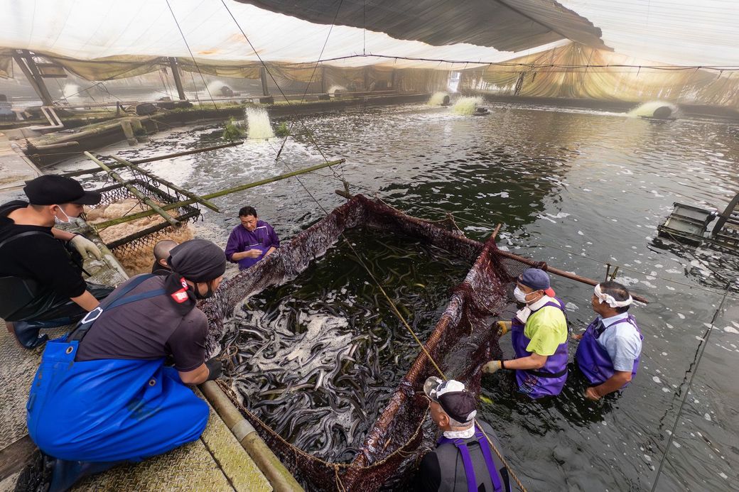 提携先の養鰻池で行われた「池上げ」の様子（筆者撮影）