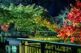 愛知県の「香嵐渓」は紅葉の名所です（©2025映画『ブラック・ショーマン』製作委員会）