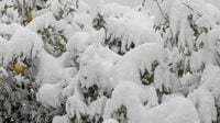 大雪で柑橘が全滅…それでも｢規格外品50キロ買います｣一流ホテルが支え続ける､小田原･家族経営みかん農家の｢本物の味｣