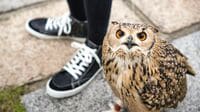 お世話は一苦労の｢フクロウ｣それでも飼う理由