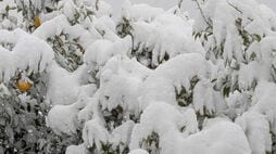 大雪で柑橘が全滅…それでも｢規格外品50キロ買います｣一流ホテルが支え続ける､小田原･家族経営みかん農家の｢本物の味｣