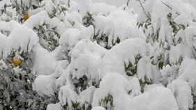 大雪で柑橘が全滅…それでも｢規格外品50キロ買います｣一流ホテルが支え続ける､小田原･家族経営みかん農家の｢本物の味｣