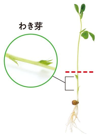 『トップメーカーだから知っている 永久保存版豆苗完全攻略本』