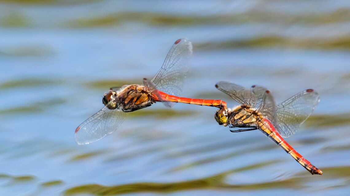 昆虫の性決定システムを乗っ取る細菌、ボルバキアとは(写真:sandpiper/PIXTA)