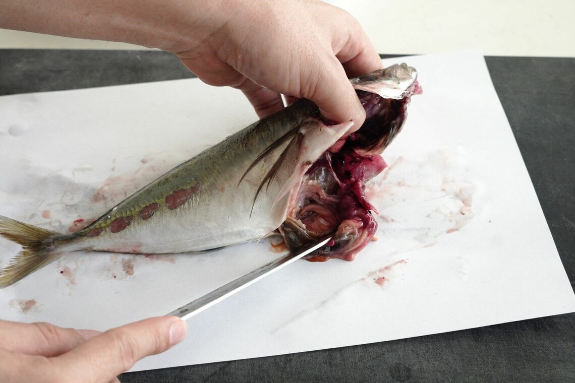 アジの内臓をかきだす