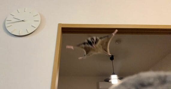滑空するジゲン君