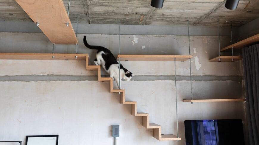 猫のために住まいをリノベーションする事例が増えている（写真：リノべる）