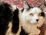 少しふっくらしている愛猫「水くん」は、色合いのせいか、まるで炊き立てのご飯で作った大きなおにぎりのようだった（筆者撮影）