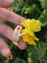 （写真提供：ぴよさん）