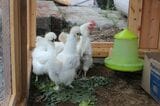 自宅で飼育する鶏や烏骨鶏（筆者撮影）