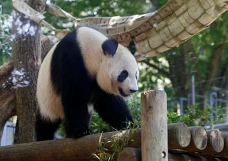 Hopes rise for safe birth by Japan's probably pregnant panda