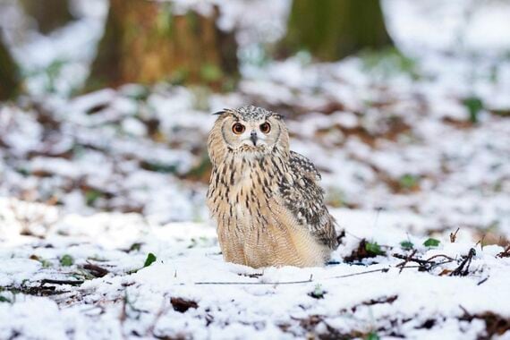 雪の中のガルー