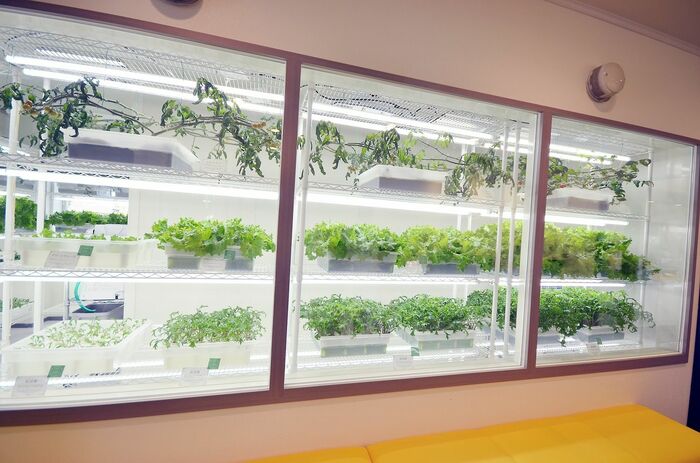 レストランの入り口には「野菜工場」が！