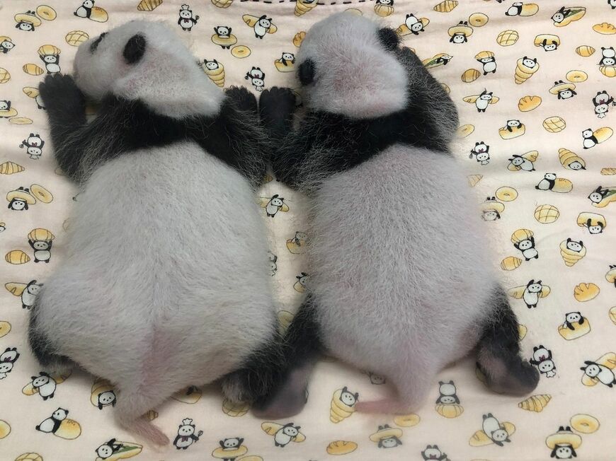 27日齢となる7月20日の雌（左）と雄の双子（写真：公益財団法人東京動物園協会提供）