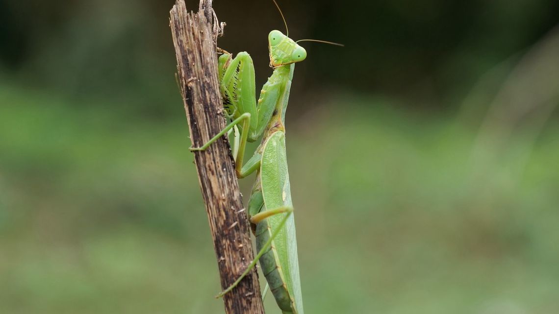 カマキリを入水自殺させる 寄生虫 の驚きの生態 リーダーシップ 教養 資格 スキル 東洋経済オンライン 社会をよくする経済ニュース