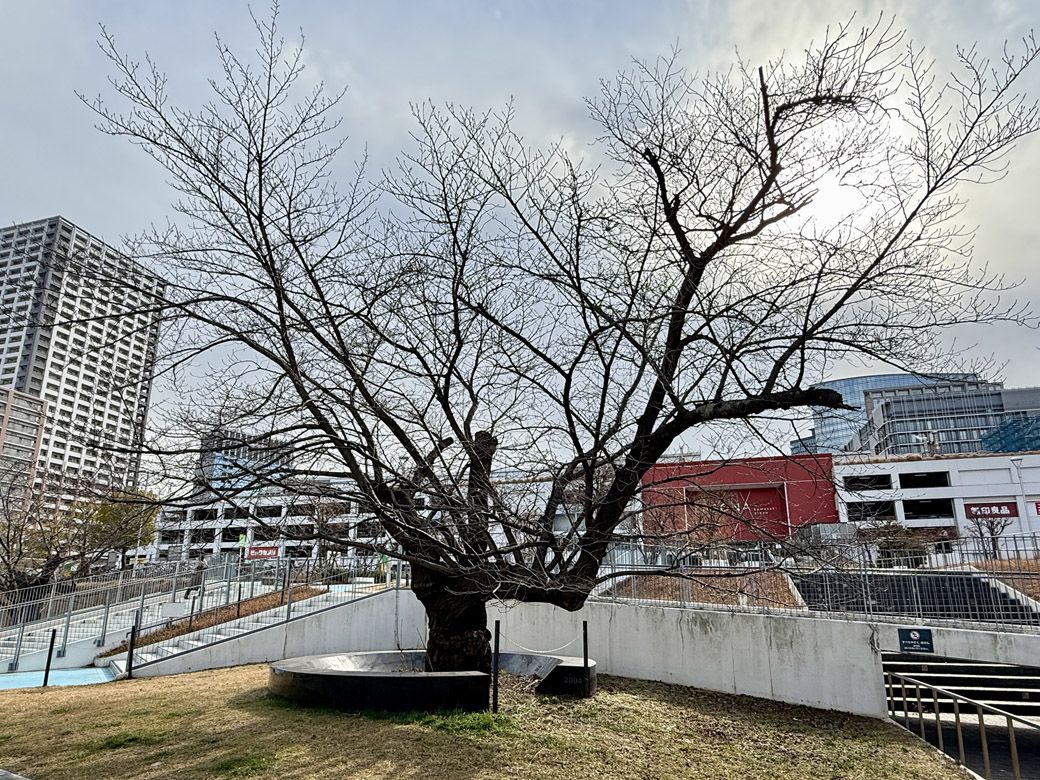 東芝の工場敷地から移植されたソメイヨシノ