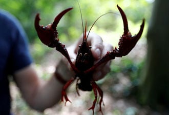 ベルリンで増殖のアメリカザリガニが食用に