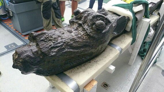 15世紀の沈没船から｢海の怪獣｣船首像 専門家｢想像以上に奇抜な見た目