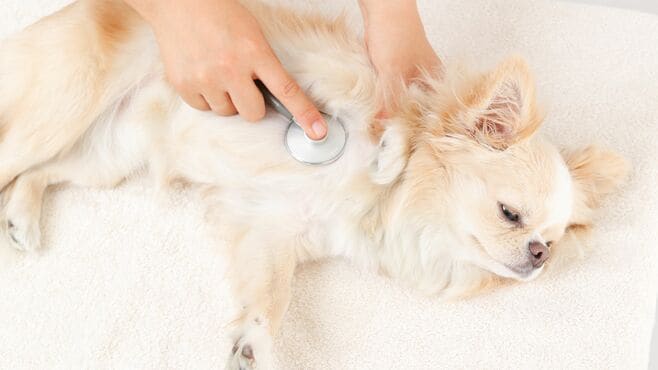 ｢手術ムリ｣から愛犬復活"生死を分けた"判断とは