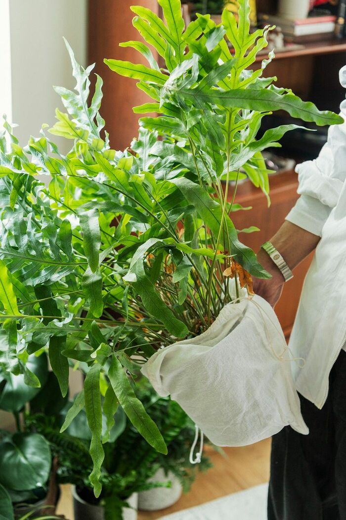 ウェーブがかった葉が特徴的なシダ系のフレボディウムは、